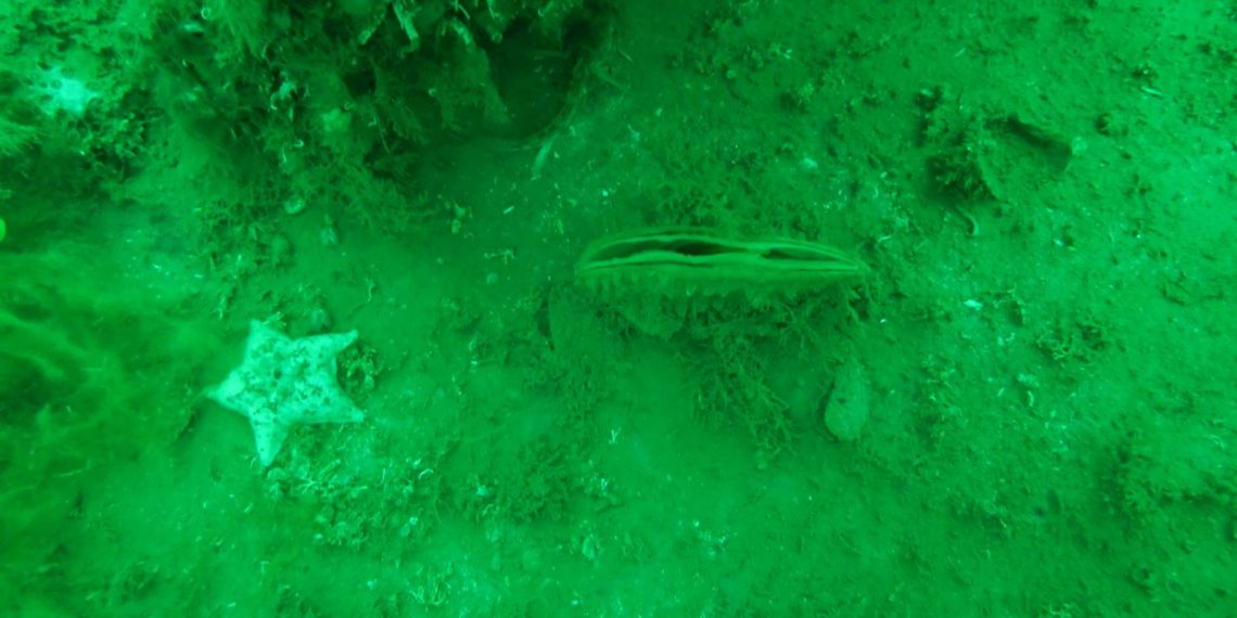 Jenerasyonu tükenmekte olan pinalar üremeye başladı