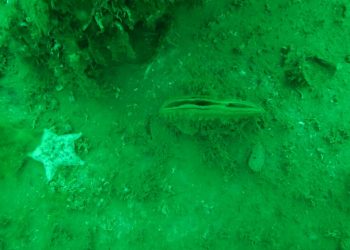 Jenerasyonu tükenmekte olan pinalar üremeye başladı