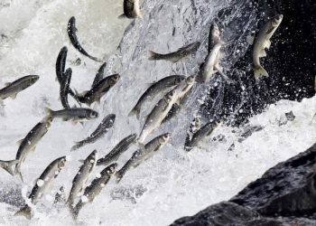 Kaçak avcılara 1 milyon 200 TL ceza