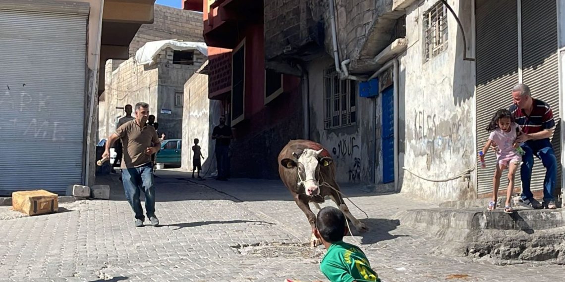Kaçan kurbanlık boğa 2 saat sonunda yakalandı