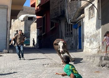 Kaçan kurbanlık boğa 2 saat sonunda yakalandı