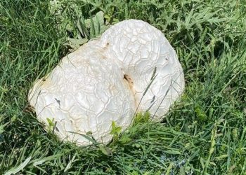 Kaya sandılar 13 kiloluk mantar çıktı