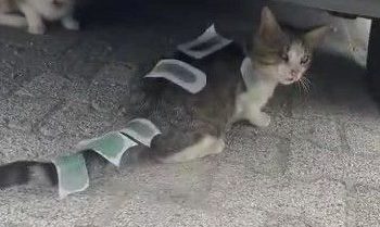 Kediye ağda bandıyla işkence!