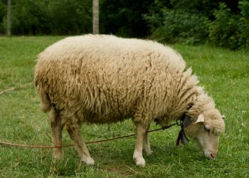Kızılay Kurban Bedeline Dudak Uçuklatan Artırım Yaptı! Kızılay 2023 Kurban Bedeli Ne Kadar Oldu?