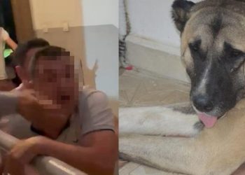 Köpeğe tekme argümanı apartmanı karıştırdı