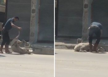 Koyunu bayıltana kadar döven kasap özgür bırakıldı