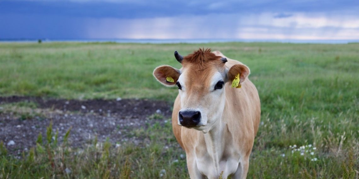 Kurban Bağışı Ne Kadar? Kızılay, Mehmetçik Vakfı, İKEV, Diyanet Vakfı Kurban Bağış Fiyatları – 2023 Kurban Bağış Fiyatları