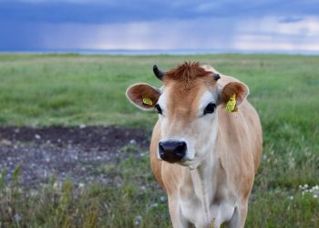 Kurban Bağışı Ne Kadar? Kızılay, Mehmetçik Vakfı, İKEV, Diyanet Vakfı Kurban Bağış Fiyatları – 2023 Kurban Bağış Fiyatları