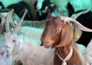 Kurban Bayramı arifesi ne vakit? 2023 Kurban Bayramı arife günü