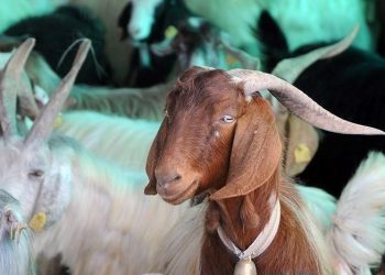 Kurban Bayramı ne vakit bitiyor? İşte 2023 Kurban Bayramı takvimi