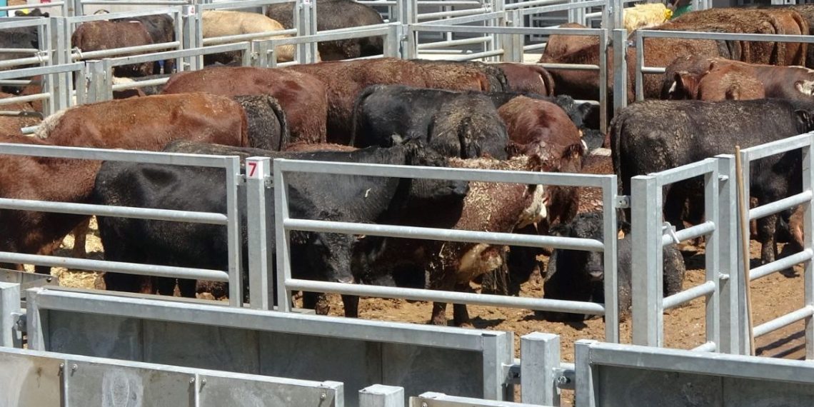 Kurban Bayramı öncesi Trabzon’da şap alarmı