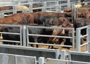 Kurban Bayramı öncesi Trabzon’da şap alarmı