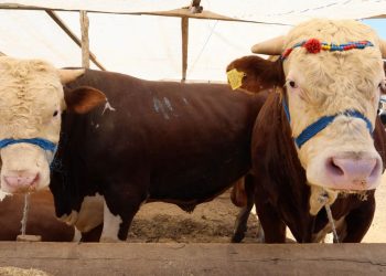 Kurban bölümünde kurallara uymayanlara para cezası