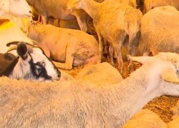 Kurban vekaleti nasıl verilir? İşte Diyanet’in bu soruya karşılığı