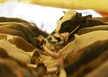 Kurbanlık fiyatları ne kadar? Kurbanlık küçükbaş ve büyükbaşlar ne kadar? İşte aktüel 2023 kurbanlık fiyatları