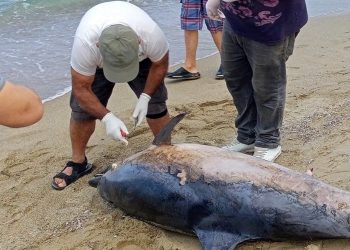 Kuşadası’nda son bir haftada 6 meyyit yunus karaya vurdu