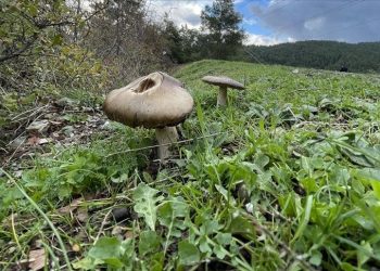 Mantar 14 kişiyi zehirledi