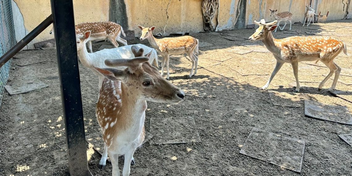 Meskeninin bahçesinde yabani geyik besleyen kişi gözaltına alındı
