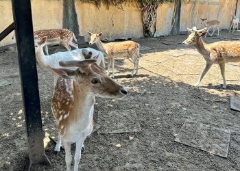 Meskeninin bahçesinde yabani geyik besleyen kişi gözaltına alındı