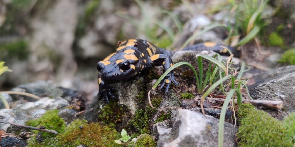 Müdafaa altındaki Benekli Semenderler Erzincan’da görüntülendi
