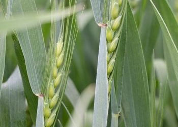 Pas hastalığı nedir, ziyanları nelerdir? Pas hastalığı neden olur?