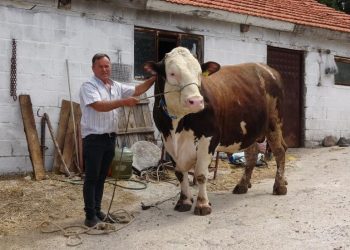 Paşa isimli 1.6 tonluk boğa, 210 bin TL’ye satıldı