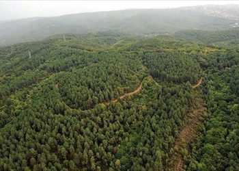 Samsun’da ormanlık alanlara girişler yasaklandı