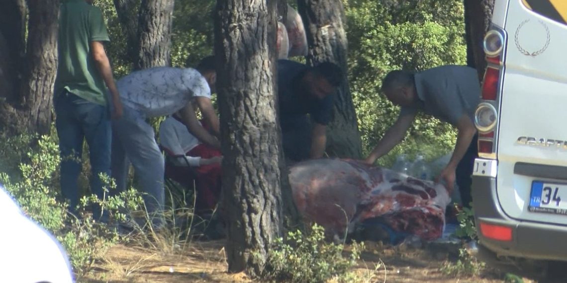 Sarıyer’de ormanda kaçak kısımlar