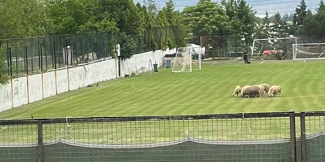 Taraftarları isyan ettiren görüntü! İdman alanında koyun otlatıldı