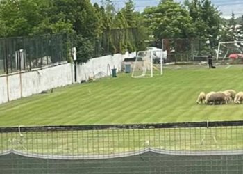 Taraftarları isyan ettiren görüntü! İdman alanında koyun otlatıldı