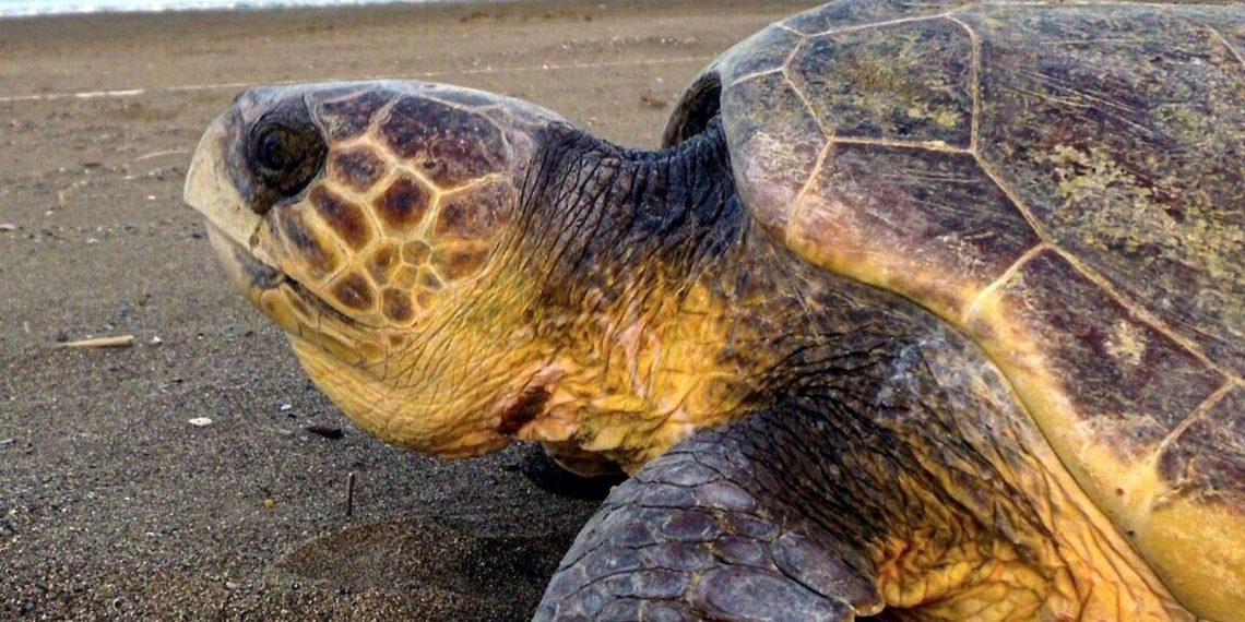 Tatilcilere “Carettalara dokunmayın” uyarısı