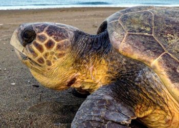 Tatilcilere “Carettalara dokunmayın” uyarısı