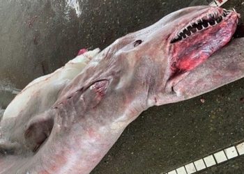 Tayvan’da tarih öncesi tıp bulundu | 800 kilogram tartısında