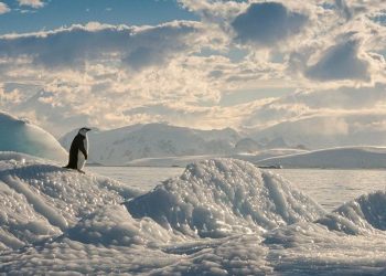 Tehlike çanları çalıyor: Son 30 yılda yüzde 20 azaldı