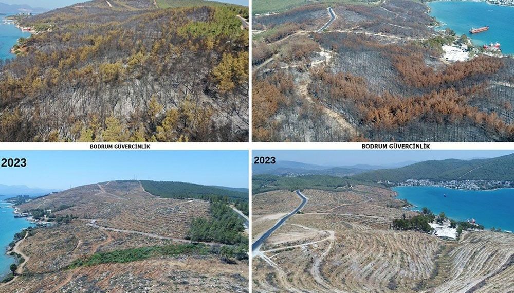 Yanan alanlar yeşillendi