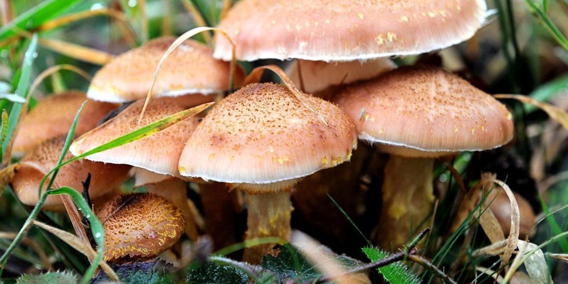 Zehirli mantar can aldı