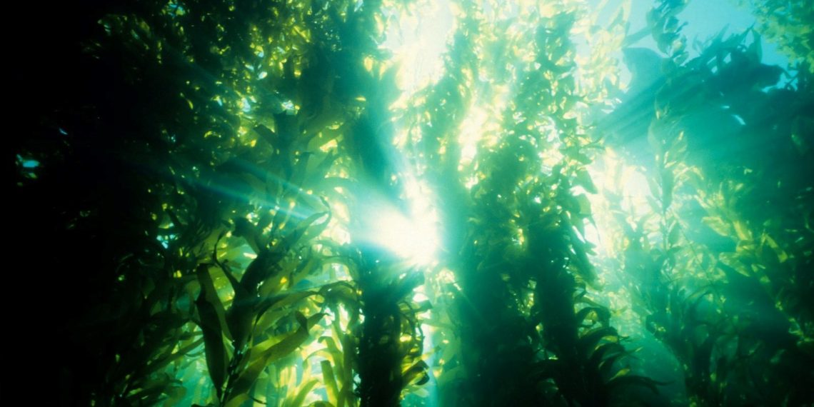 Zehirli yosunlar, yüzlerce balina ve deniz aslanını öldürdü