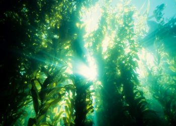 Zehirli yosunlar, yüzlerce balina ve deniz aslanını öldürdü