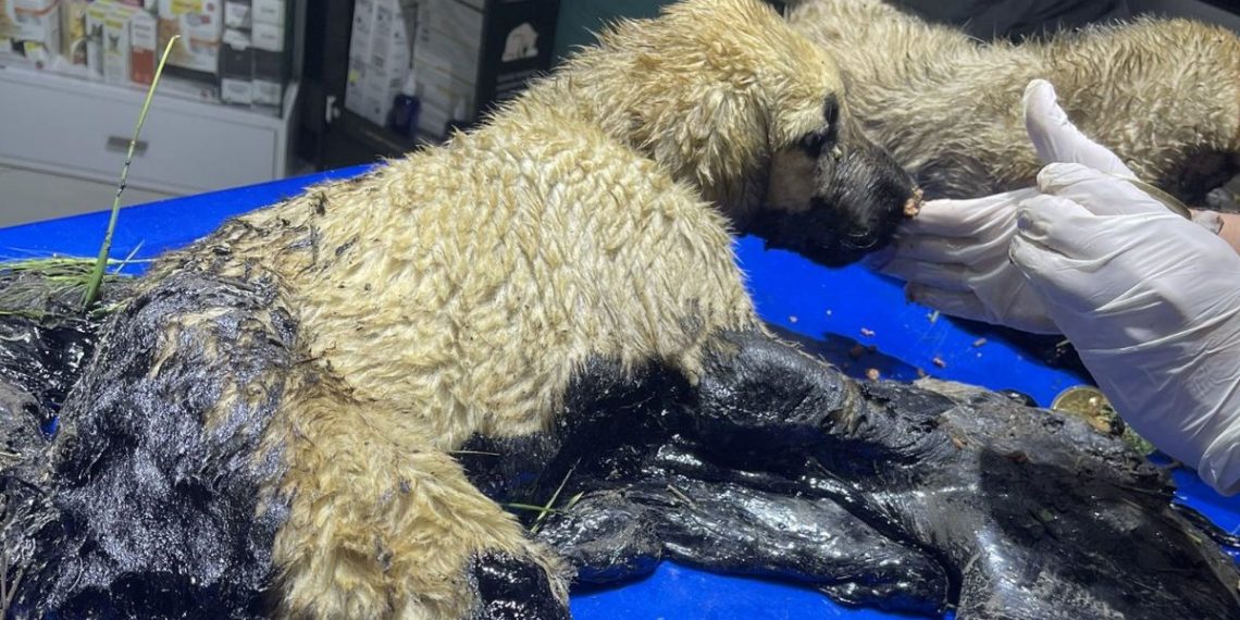 Zifte yapışan köpekleri belediye grubu kurtardı