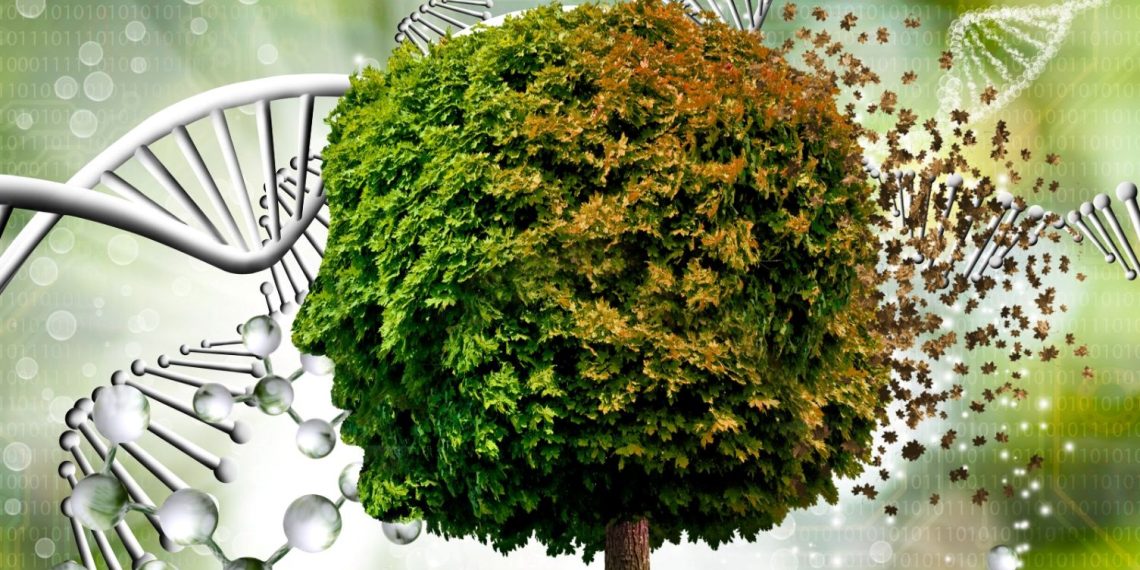 ABD’de araştırmacılar, gen düzenlemesiyle yüksek verimli ağaç yetiştirdi