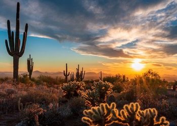 ABD’de sıcak hava dalgası nedeniyle kaktüsler ölüyor