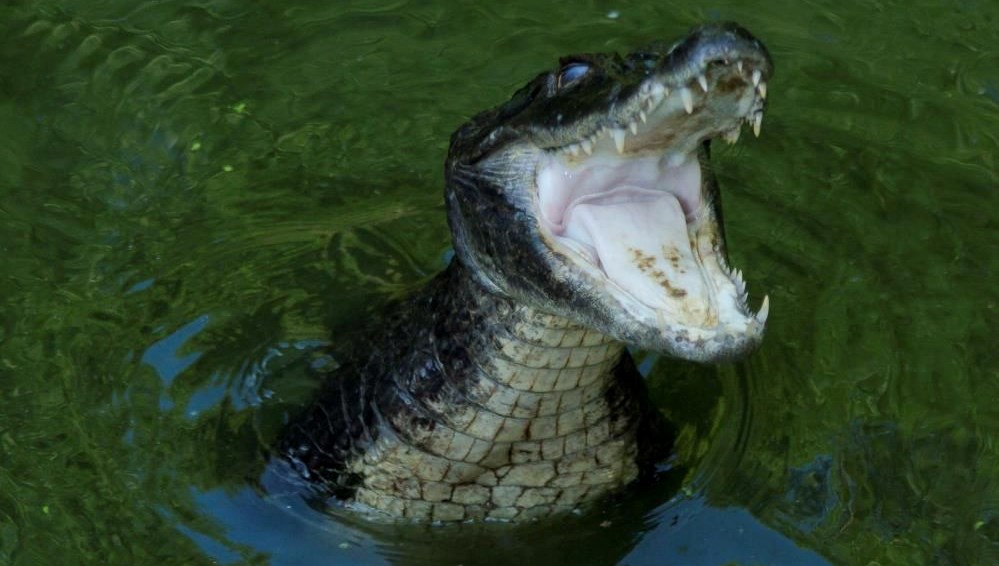 ABD’de timsahın saldırdığı bayan öldü