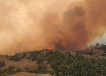 Adana’da orman yangını