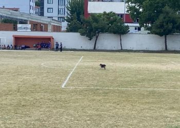 Alana giren köpek maçı durdurdu