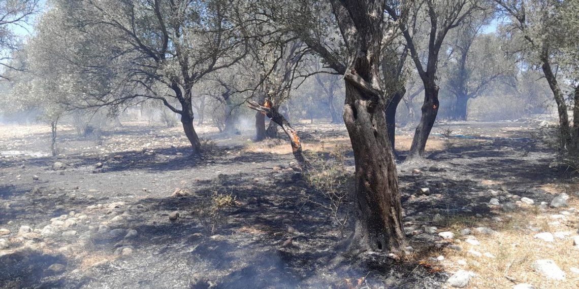 Antalya’da zeytinlik yangını