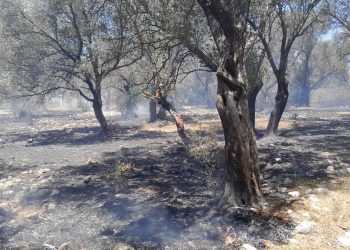 Antalya’da zeytinlik yangını