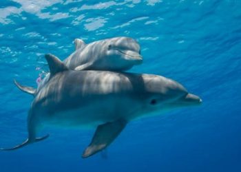 Araştırma: Anne yunuslar yavrularıyla konuşurken “bebek dili” kullanıyor