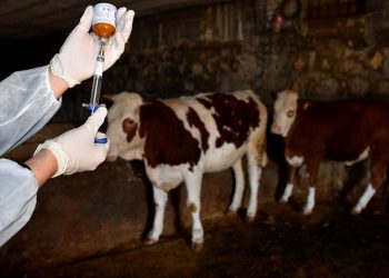 Ardahan’da şap hastalığı denetim altına alınmaya çalışılıyor