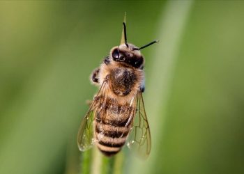 Arılar bir haftada iki can aldı (Arı sokmasında ne yapmak gerekir?