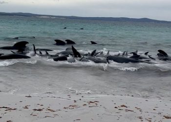 Avustralya’da karaya vuran 50’den fazla balina öldü